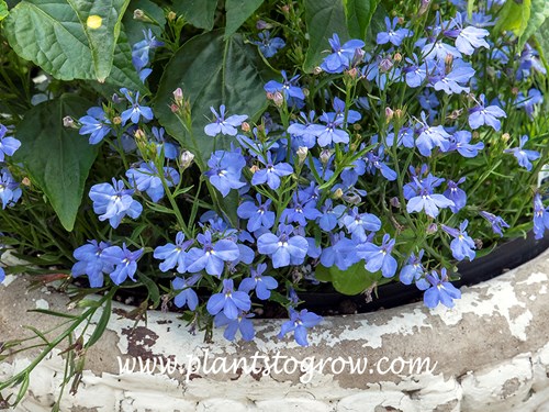 Lobelia Regatta Sky Blue